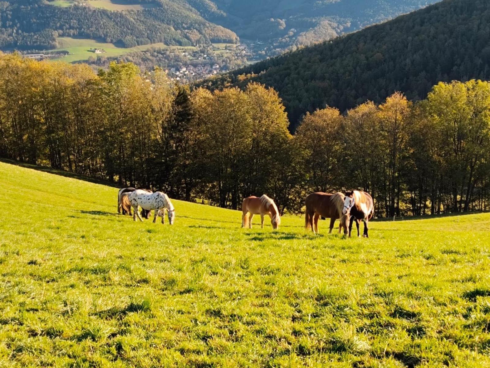 Miniferienwohnung Fuer Unkompliziertes Naturliebhaberpaerchen Payerbach Dış mekan fotoğraf