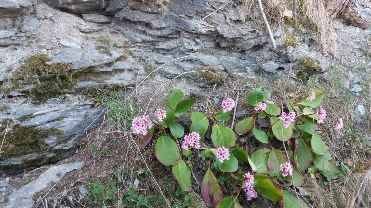 Miniferienwohnung Fuer Unkompliziertes Naturliebhaberpaerchen Payerbach Dış mekan fotoğraf